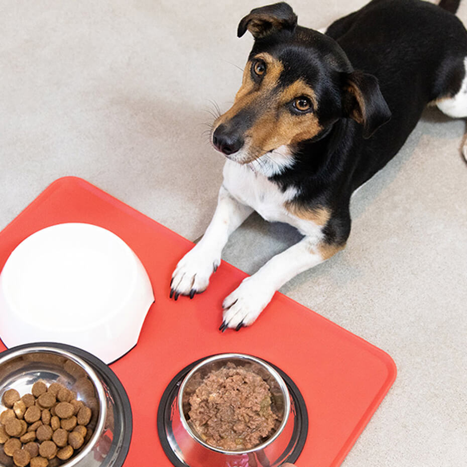 Giving chocolate outlet to dogs